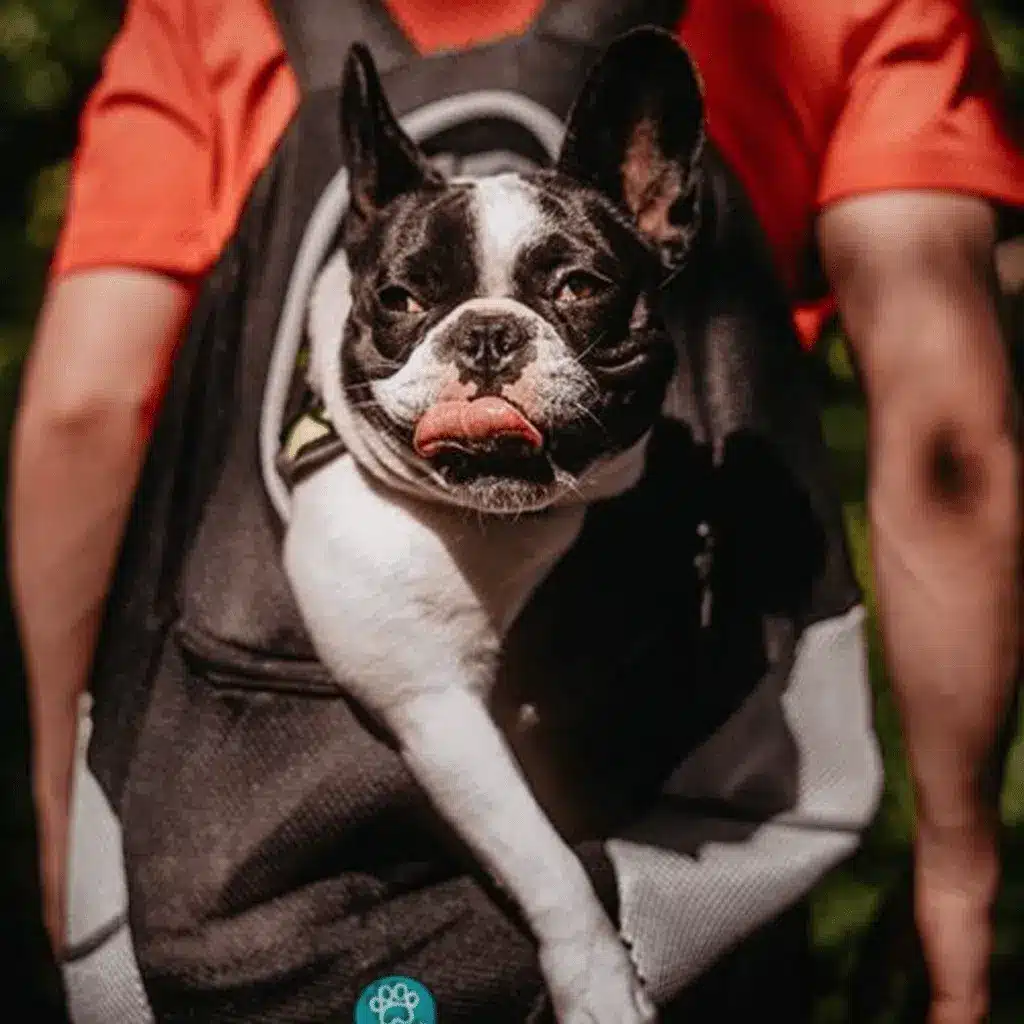 trasportino-cane-6-2.webp